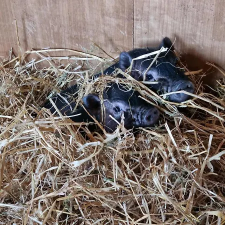 Mjuklia Gjestegard Penzion Rennebu