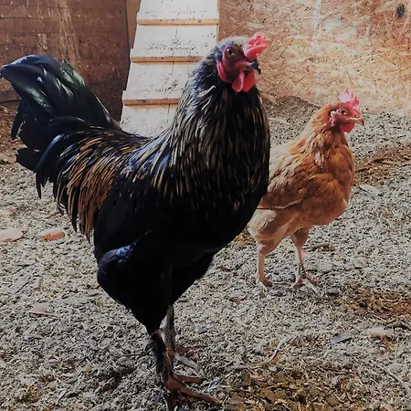 Mjuklia Gjestegard Penzion *