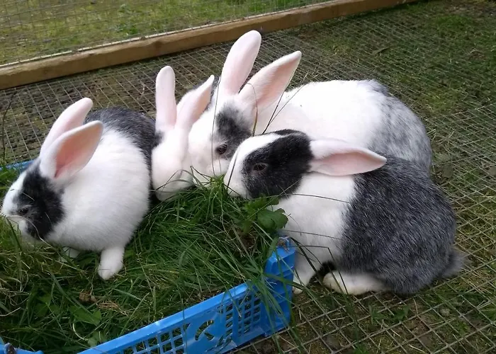 Mjuklia Gjestegard Pensionat