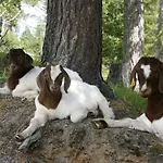 Mjuklia Gjestegard